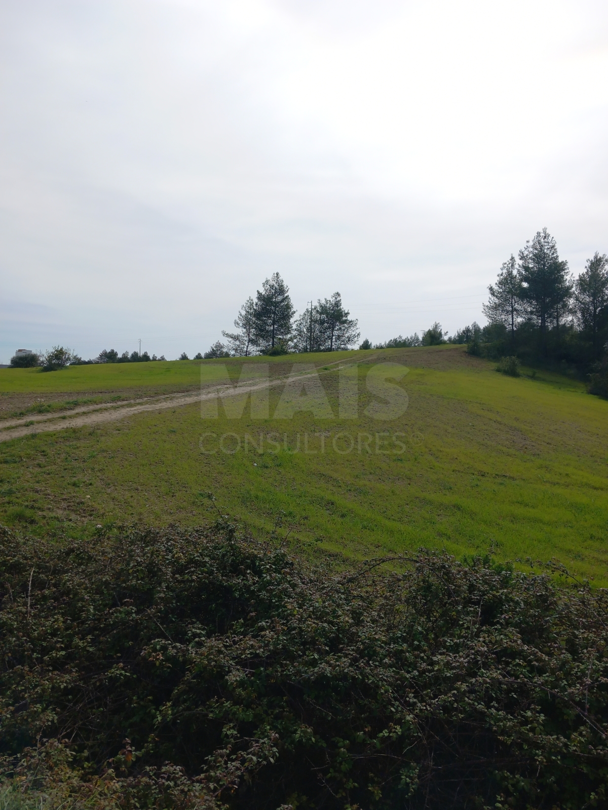 Terreno rústico 20,54 hectares na Olaia - Torres Novas